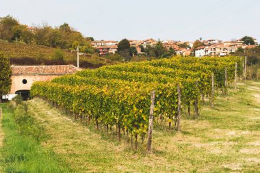 Cocconato, Piedmont, İtalya 'da sonbaharda yumuşak bir gökyüzünün altında yuvarlanan tepeler boyunca uzanan üzüm bağlarının olduğu manzara.