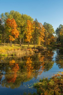 Sakin bir sonbahar manzarası. Etrafı parlak sarı, turuncu ve yeşil yapraklı renkli ağaçlarla çevrili sakin bir göl. Parlak mavi bir gökyüzünün altında, berrak sularda güzel bir şekilde yansıyor.