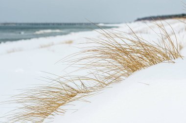 Kış mevsiminde karla kaplı kum tepeleri ve sakin bir kış denizine karşı sarı otlar yükseliyor.