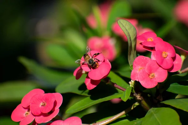 単一の黒と黄色の西洋の蜂蜜の蜂やアピスのメリフェラは 花蜜や花粉を収集とげや幸福感の赤い冠に上陸しました 葉や自然とのぼやけた背景があります — ストック写真