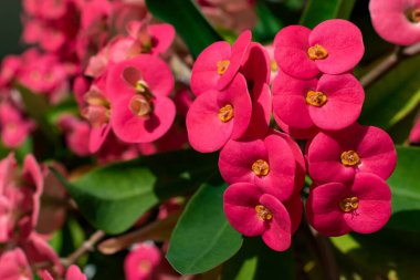 Sarı çiçekleri sığ bir tarla derinliğiyle çevreleyen dikenli kırmızı bir taç ya da öforbi milisleri. Yeşil yaprakların, parlak çiçeklerin ve doğanın bulanık arkaplanı görülebilir..
