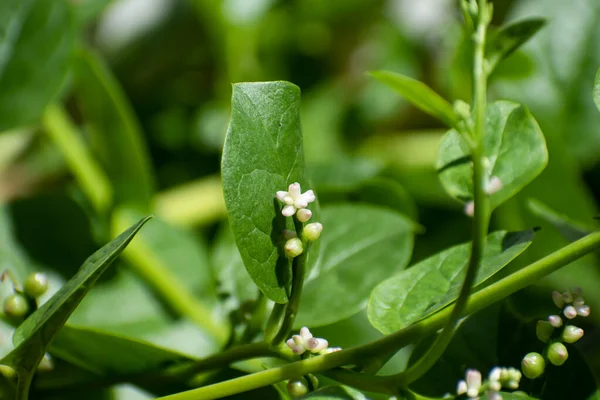 Pequeña Flor Blanca Rosa Una Vid Perenne Malabar Verde Basella —  Fotos de Stock