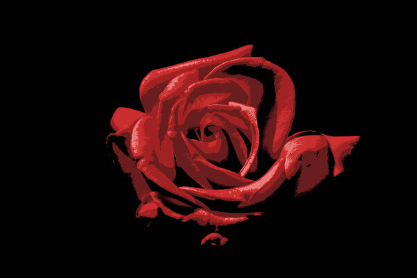 A digital design of an abstract rose or flower in shades of red, isolated against a black background. The illustration is modern with a minimalist style. Great for backgrounds, backdrops and cards.