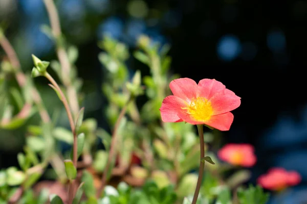 Tek bir kırmızı ve sarı portula ya da purslane çiçeği, bitkilerin ve doğanın bulanık arka planına karşı tek başına duruyor. Sapı ve küçük bir yaprak görülebilir..