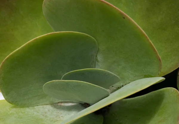 Yeşil kalchoe tiroflora 'nın merkezi ya da yuvarlak, düz yapraklı sulu kürek bitkisi. Merkezi çevreleyen bulanık yapraklar bir arkaplan oluşturuyor.