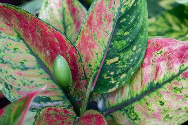 Bir aglaonema commutatum ya da pembe ve yeşil desenli Çin bitkisinin spadiksi. Ampul renkli yapraklar ve bulanık doğa arka planıyla çevrilidir..