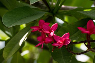 Yeşil yapraklar ve yaprakların bulanık arka planına karşı bir demet pembe çiçekli bir tesisat ya da frangipani ağacı.
