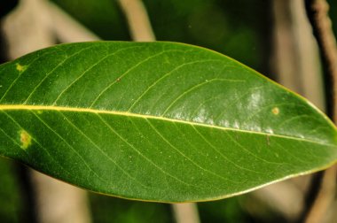Doğal koşullar altında 30 metre yüksekliğe ulaşan, zarif eğimli dalları ve sivri uçlu oval yaprakları olan bir ağaçtır. Cildi açık gri ve pürüzsüz..