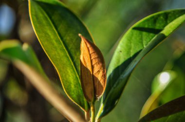 Doğal koşullar altında 30 metre yüksekliğe ulaşan, zarif eğimli dalları ve sivri uçlu oval yaprakları olan bir ağaçtır. Cildi açık gri ve pürüzsüz..