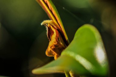 Doğal koşullar altında 30 metre yüksekliğe ulaşan, zarif eğimli dalları ve sivri uçlu oval yaprakları olan bir ağaçtır. Cildi açık gri ve pürüzsüz..
