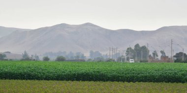 Peru 'nun Peru Pasifik kıyıları boyunca uzanan Chala-Peru bölgesi. Deniz seviyesinden 0 ila 500 metre yüksekliğe sahiptir. Dünya üzerindeki devasa ve kurak bir çöle tekabül eder. Dar vahalar tarafından engellenir.