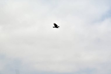 And Akbabası (Arjantin, Bolivya, Şili, Kolombiya, Ekvador ve Peru) birkaç Latin Amerika ülkesinin ulusal sembolüdür ve And halkının kültüründe önemli bir rol oynamaktadır.