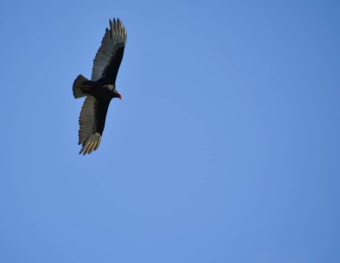 And Akbabası (Arjantin, Bolivya, Şili, Kolombiya, Ekvador ve Peru) birkaç Latin Amerika ülkesinin ulusal sembolüdür ve And halkının kültüründe önemli bir rol oynamaktadır..