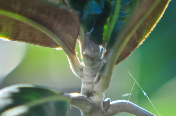 Feuilles Ficus Xoina Est Arbre Qui Atteint Hauteur Dans Des — Photo