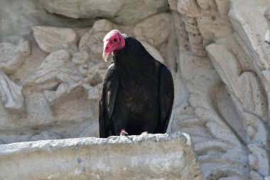 Kızıl Kuyruklu Kartal Yeni Dünya Kartalı, Amerika 'nın tropikal ve tropikal bölgelerinde yayılmış yırtıcı bir kuş familyasıdır. Onlar büyük, çok sosyal kuşlar. Tüylerinin rengi siyah, gri veya kahverengidir, bazı türlerin beyaz kısımları vardır..