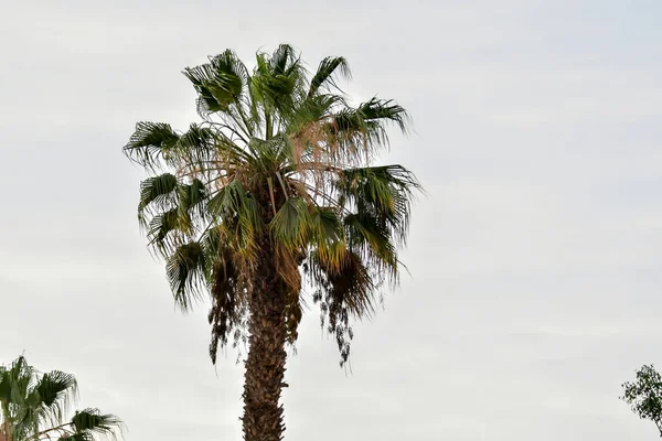 Palm Crown Пальмы Дерево Семье Arecaceae Который Обычно Растет Тропиках — стоковое фото