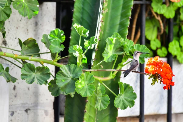 Колибри Arequipaколибри Птицы Обитающие Америке Самые Маленькие Птицы Самый Маленький — стоковое фото