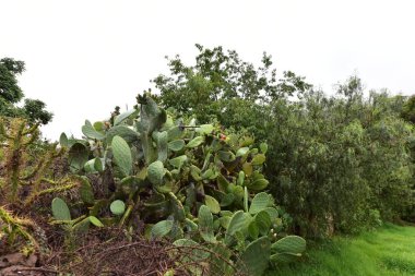 Kutsal Vadi Urubamba-Peru Kaktüsü, Kaktaceae familyasından yaklaşık 127 cins ve 1750 tür Caryophyllales familyasından bir kaktüstür..