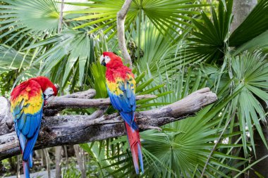 Xcaret Park- Riviera Maya - Meksika - egzotik kuşlar - papağan. Meksika 'nın Quintana Roo eyaletinden Karayipler kıyısının bir bölümü olan Riviera Maya' da bir tatil köyü ve eko-turizm gelişimi. Park Cancun 'un güneyinde yer almaktadır.