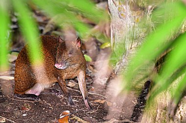 Xcaret Parkı, Riviera Maya Meksika egzotik bir hayvan. Meksika 'nın Quintana Ru eyaletinden Karayipler kıyısında yer alan Riviera Maya' da bir tatil köyü ve eko-turizm gelişimi.