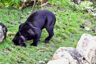 Xcaret Park-Riviera Maya-Meksika-Kara Panteri, Meksika 'nın Quintana Roo. eyaletinden Karayipler kıyısında yer alan Riviera Maya' da bir eğlence parkı, bir tatil beldesi ve eko-turizm gelişimi. 