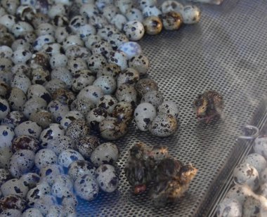 Xcaret Parkı - Riviera Maya - Meksika - egzotik kuşlar - bıldırcın. Meksika 'nın Quintana Ru eyaletinden Karayipler kıyısında yer alan Riviera Maya' da bir tatil köyü ve eko-turizm gelişimi.