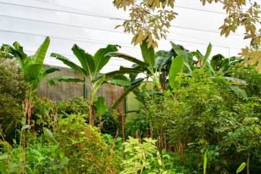 Xcaret Park- Riviera Maya - Meksika Muz bitkisi Musa cinsi bir bitkidir, büyüklüğü ve yapısı nedeniyle sık sık bir ağaçla karıştırılır. Meyveleri için yetiştirilir. Muz ağacı Musace 'ın bir parçasıdır.