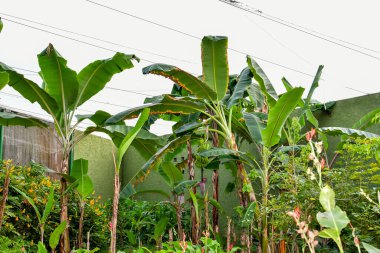 Xcaret Park- Riviera Maya - Meksika Muz bitkisi Musa cinsi bir bitkidir, büyüklüğü ve yapısı nedeniyle sık sık bir ağaçla karıştırılır. Meyveleri için yetiştirilir..