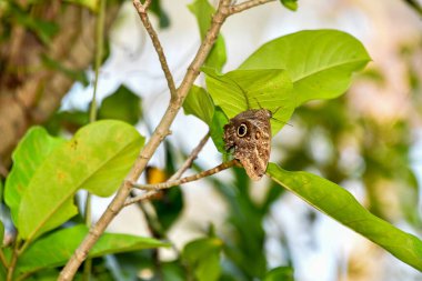 Xcaret Park-Riviera Maya-Mexico-Kelebeği, Meksika 'nın Quintana Ru eyaletinden Karayip kıyısında yer alan Riviera Maya' da bir eğlence parkı, bir tatil köyü ve eko-turizm gelişimi.