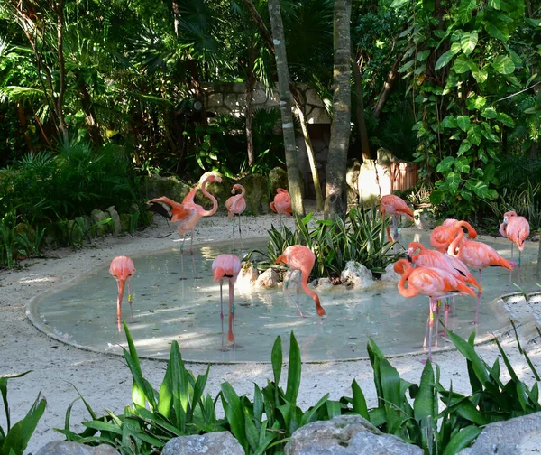 Parque Xcaret Riviera Maya Mexico Aves Exóticas Flamingo Parque Temático — Fotografia de Stock
