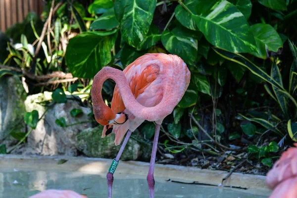 Parque Xcaret Riviera Maya México Aves Exóticas Flamenco Parque Temático — Foto de Stock