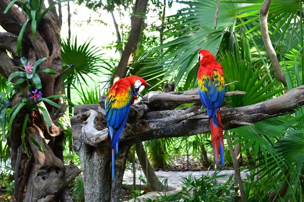 Parco Xcaret Riviera Maya Messico Uccelli Esotici Pappagallo Parco Tema — Foto Stock