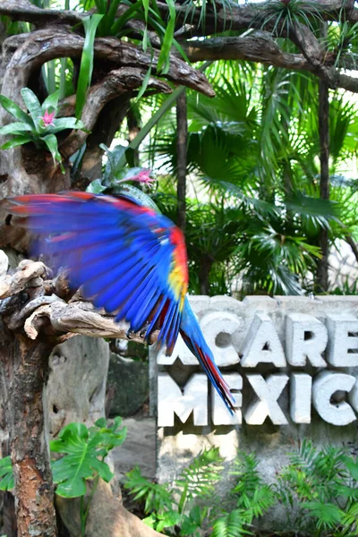 Parque Xcaret Riviera Maya Mexico Aves Exóticas Papagaio Parque Temático — Fotografia de Stock