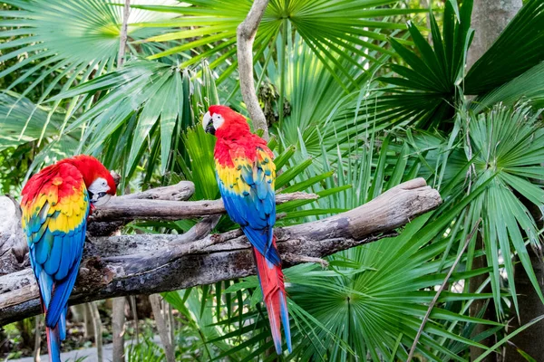 Parque Xcaret Riviera Maya Mexico Aves Exóticas Papagaio Parque Temático — Fotografia de Stock