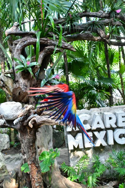 Xcaret Park Riviera Maya Mexico Aves Exóticas Papagaio Parque Temático — Fotografia de Stock