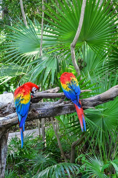 Xcaret Park Riwiera Maya Meksyk Egzotyczne Ptaki Papuga Jest Parkiem — Zdjęcie stockowe