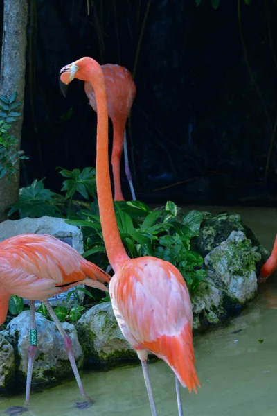 Xcaret Park Riviera Maya Mexico Exotic Birds Flamingo Тематический Парк — стоковое фото