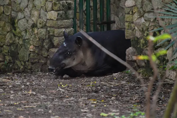 Xcaret Park Riviera Maya Mexico Tapir Genus Tropical Mammals Tropics — стоковое фото