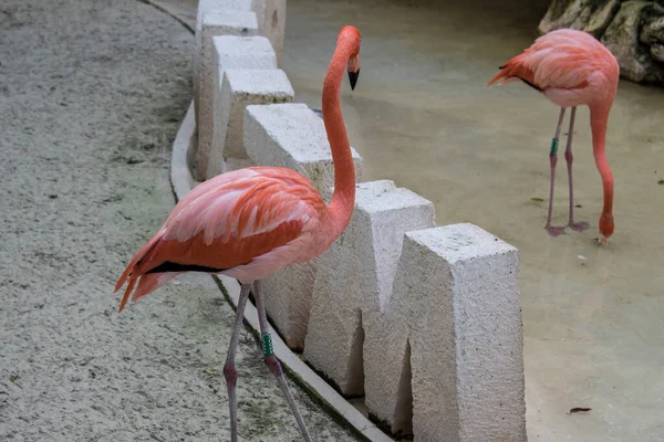 Parque Xcaret Riviera Maya México Aves Exóticas Flamenco Parque Temático — Foto de Stock