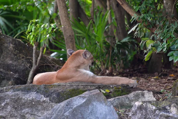 Xcaret Park Riviéra Maya Mexikó Puma Egy Vidámpark Üdülőhely Ökoturizmus — Stock Fotó