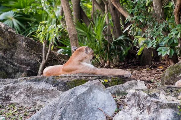 Xcaret Park Riviéra Maya Mexikó Puma Egy Vidámpark Üdülőhely Ökoturizmus — Stock Fotó