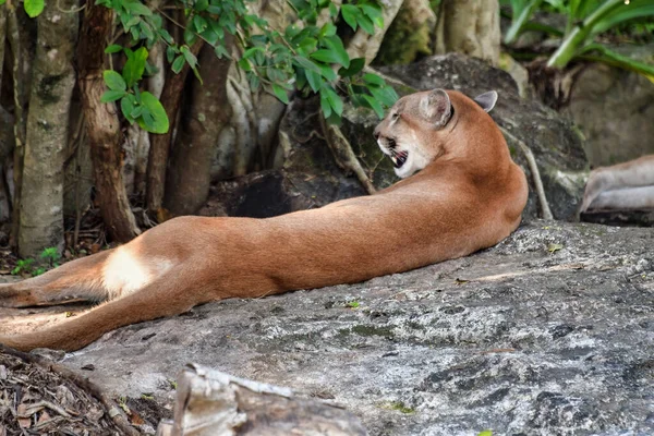 Xcaret Park-Riviera Maya-Mexico-Puma is a theme park, a resort and an ecotourism development located in the Riviera Maya, a portion of the Caribbean coast from the Mexican state of Quintana Roo