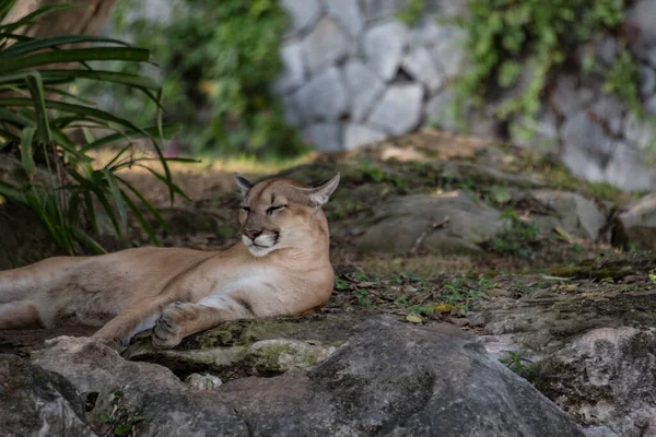 Xcaret Park Riviéra Maya Mexikó Puma Egy Vidámpark Üdülőhely Ökoturizmus — Stock Fotó