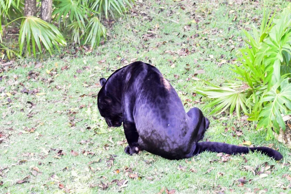 Xcaert Park Riviera Maya Mexico Black Pantherは メキシコのキンタナ ルーム州からカリブ海沿岸の一部であるリビエラ マヤに位置するテーマパーク — ストック写真