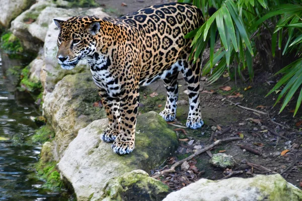Xcaret Park Riviéra Maya Mexikó Leopárd Egy Vidámpark Egy Üdülőhely — Stock Fotó