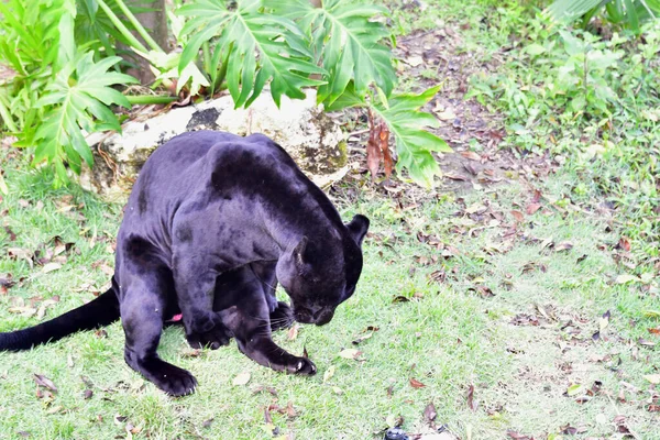 Xcaret Park Riviéra Maya Mexikó Fekete Párduc Egy Vidámpark Üdülőhely — Stock Fotó