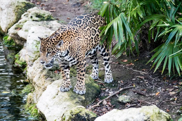Xcaret Park Riviéra Maya Mexikó Leopárd Egy Vidámpark Egy Üdülőhely — Stock Fotó