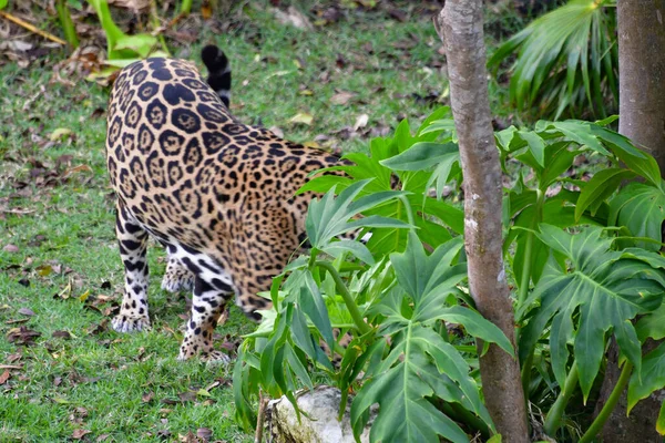 Xcaret Park Riviera Maya Mexico Leopard Тематичним Парком Курортом Екотуризмом — стокове фото