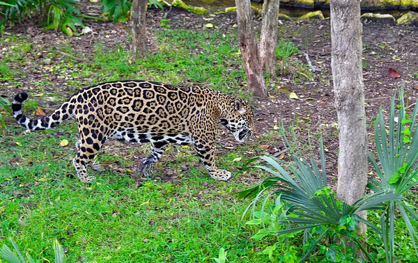 Xcaret Park Riviéra Maya Mexikó Leopárd Egy Vidámpark Egy Üdülőhely — Stock Fotó