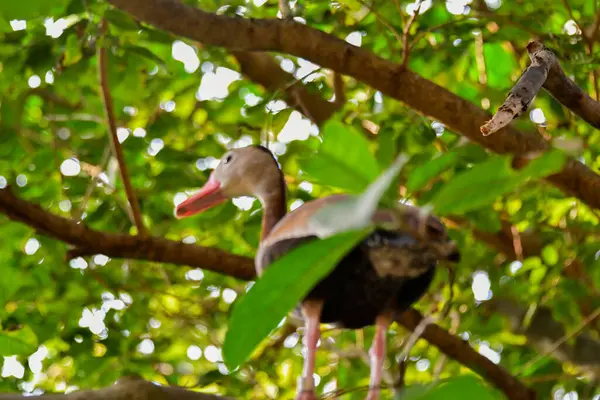 Xcaret Park Riviera Maya Mexico Экзотические Птицы Утка Тематический Парк — стоковое фото